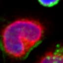 An individual cell identified within the broader field of view.