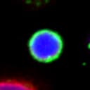 An individual cell identified within the broader field of view.