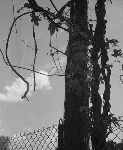 A black and white photograph of trees behind a wired fence.