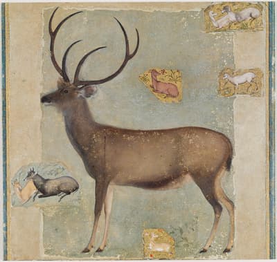 A buck with large antlers surrounded by smaller depictions of animals.