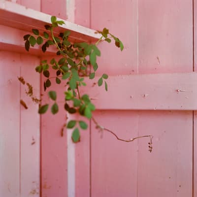 A close up color photograph of a small green plant exegeting from a pink fence.
