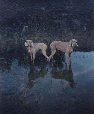 Two Weimaraner dogs back-to-back on wet ground with reflections visible, against a rocky background.