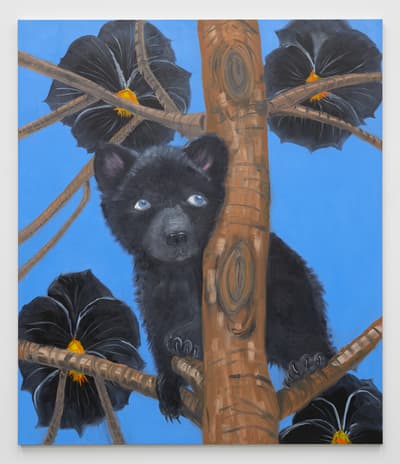 A small black bear climbing in a flowering tree with large, dark blossoms.