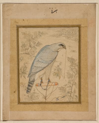 A perched blue and white bird standing among plants.