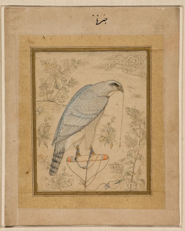 A perched blue and white bird standing among plants.