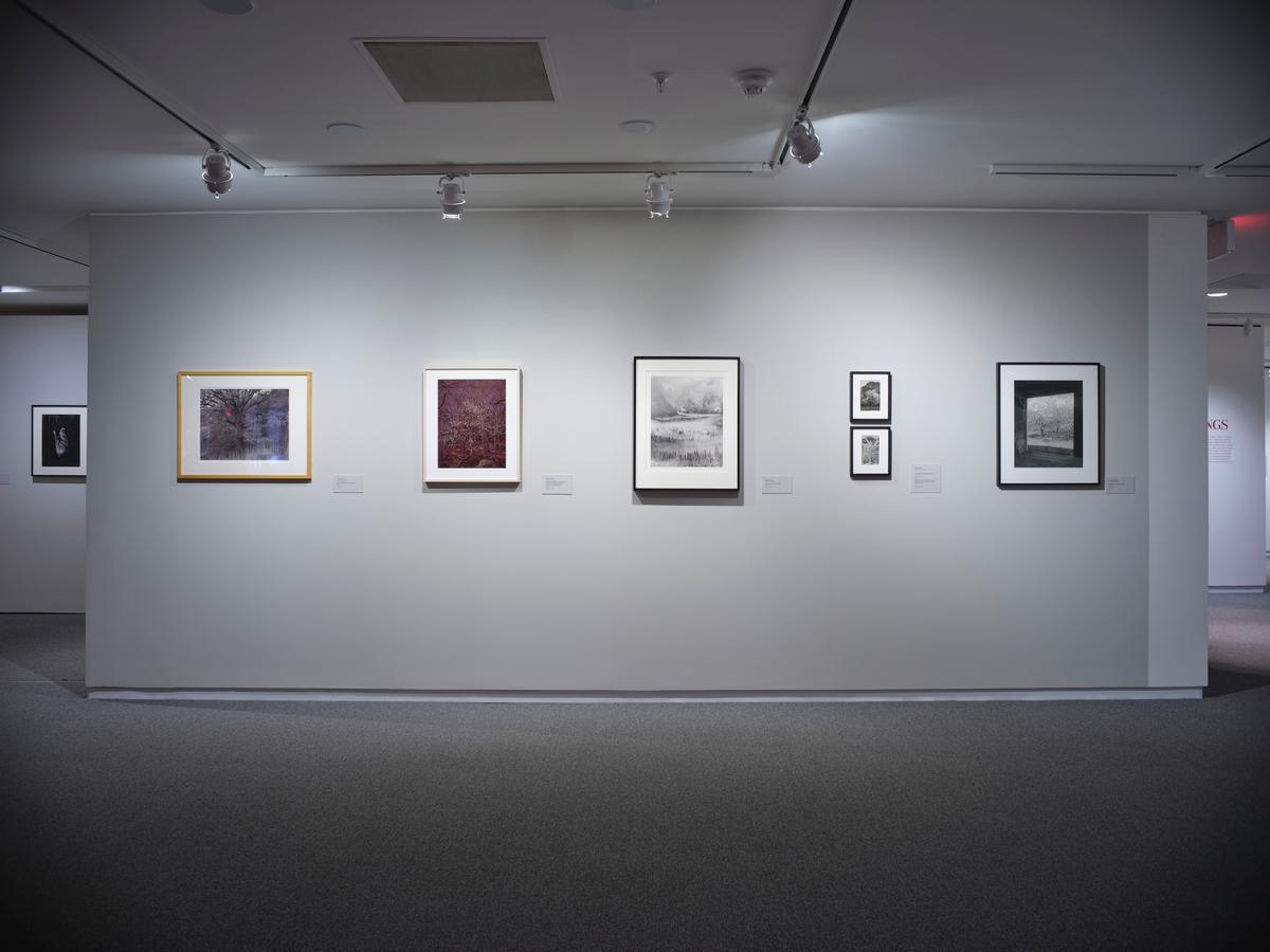Row of framed photographs in varied sizes on a white gallery wall with track lighting