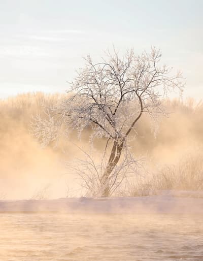 A photograph of a cold morning, in which a frosty and frozen tree is illuminated by a warm stream of sunlight along the banks of a steamy river.