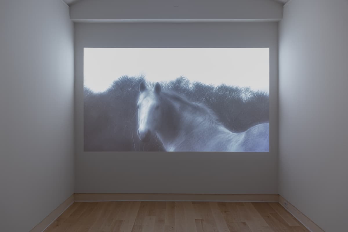 Installation view of a large-scale video projection in a small, recessed gallery space. The video shows a white or light-colored horse in a moody, somewhat blurred close-up against a dark, dense background of bushes or trees. The image has a low-key, ethereal, or blue-toned aesthetic.