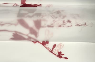 A horizontal composition featuring a translucent, frosted white material layered over a base surface. A delicate botanical illustration of a branch with buds and small leaves is printed in a muted red or terracotta ink. The layering creates a soft-focus, depth-of-field effect where parts of the image appear sharp and others are obscured by the milky overlay.