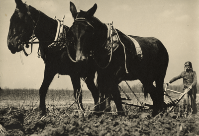 Black and white photograph capturing two large workhorses in detailed harnesses standing in a tilled agricultural field. Behind them, a young boy wearing overalls and a leather aviator-style cap guides a farm plow through the soil.