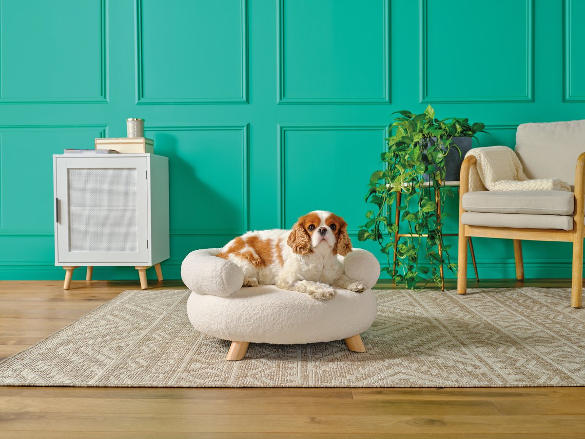 A King Charles spaniel resting on a pet bed in front of a bright teal panelled wall