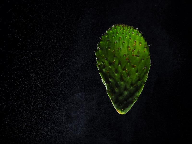 A single green prickly pear cactus paddle photographed against black, its spines catching the light