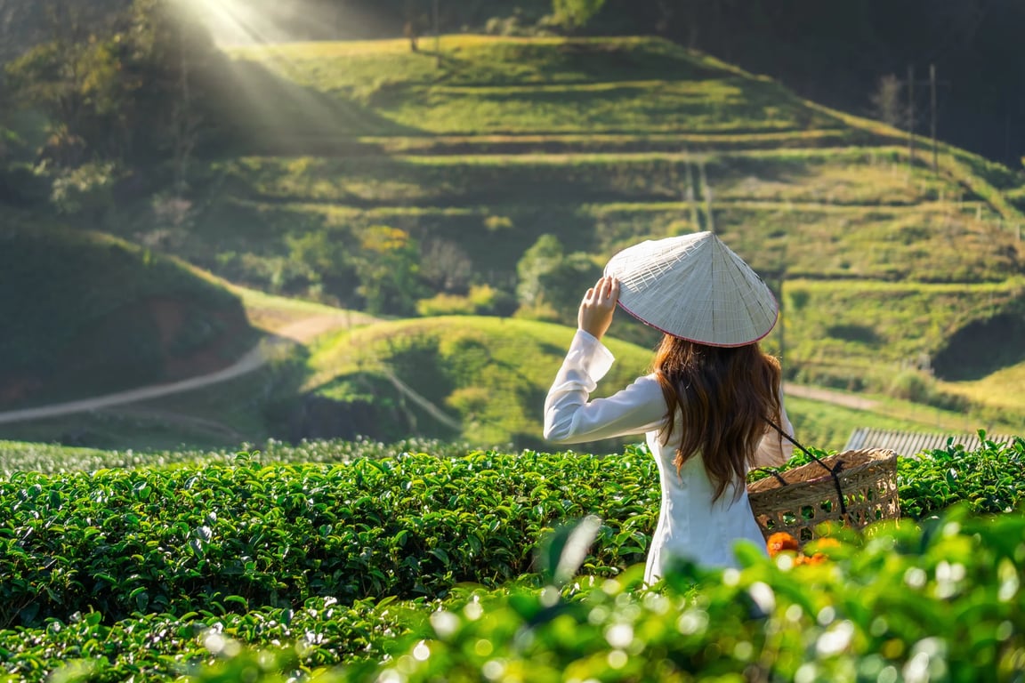 asian-woman-wearing-vietnam-culture-traditional-green-tea-field (1).jpg