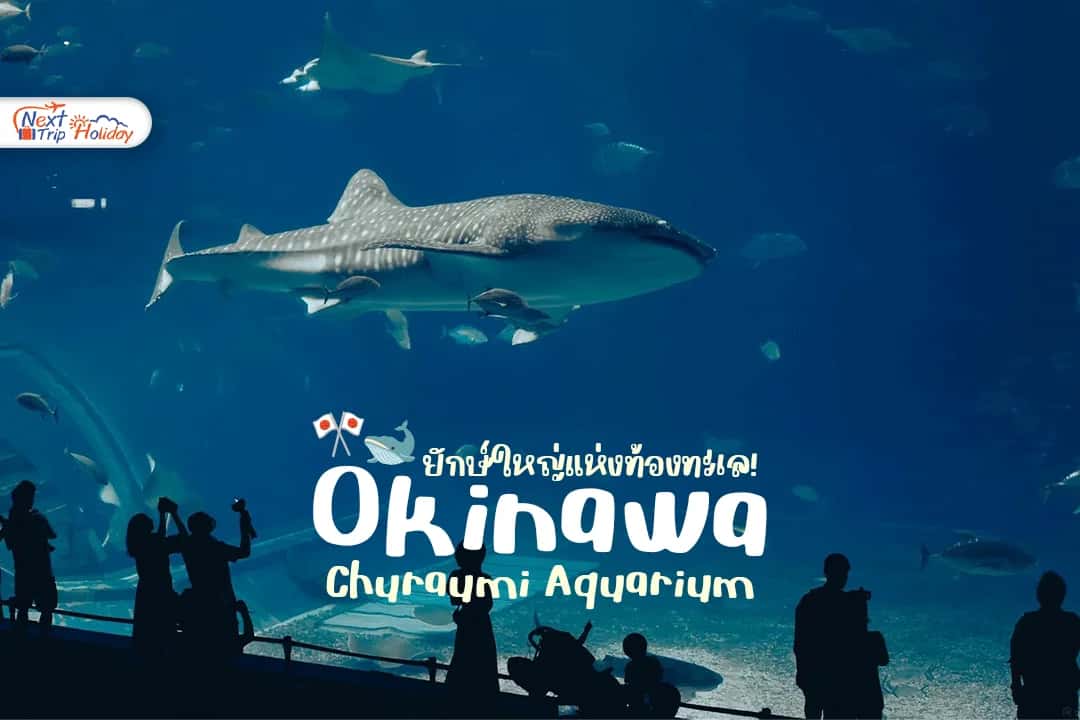 ยักษ์ใหญ่แห่งท้องทะเล! ครั้งหนึ่งต้องไปเห็นด้วยตา ที่ Churaumi Aquarium โอกินาว่า