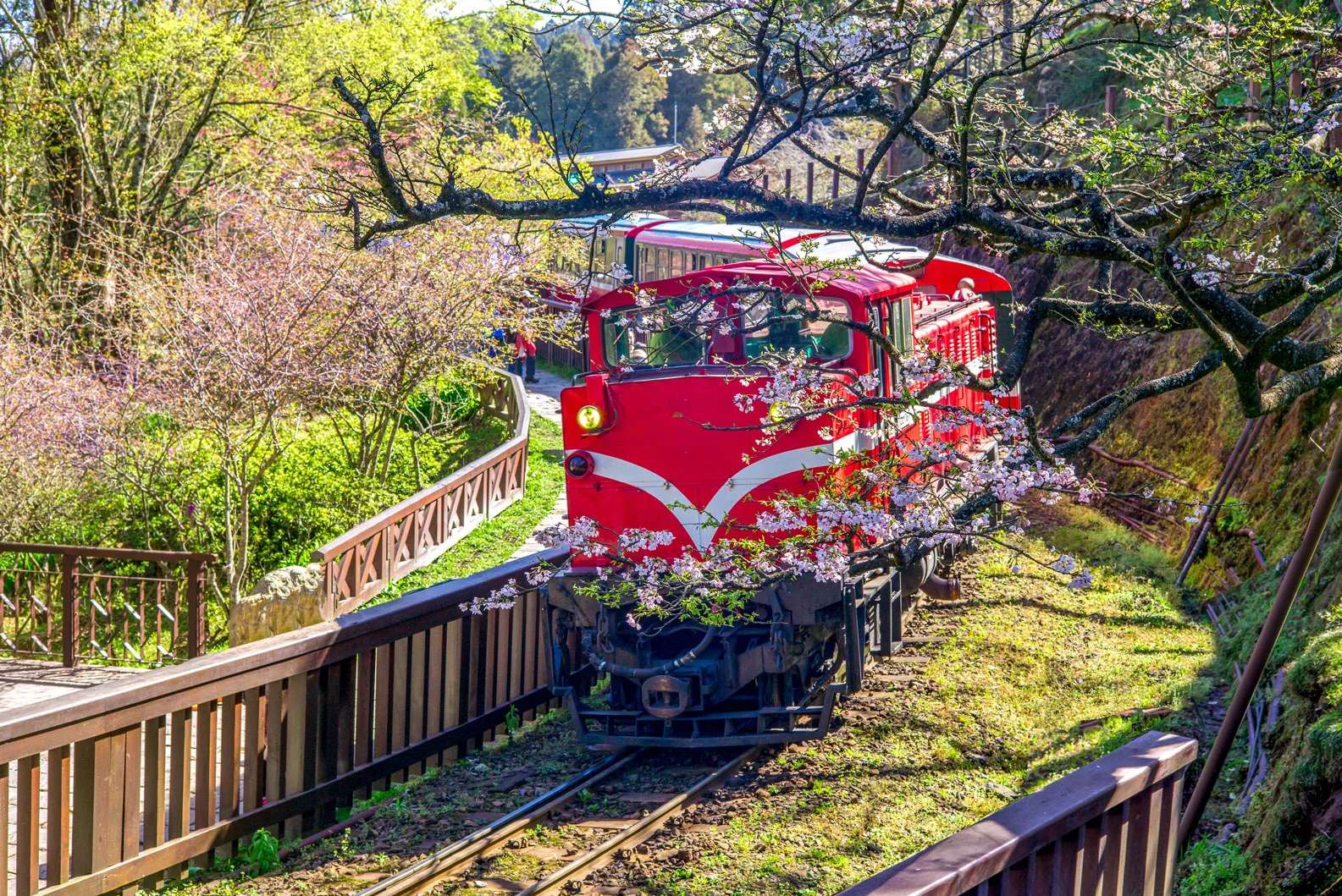 อาลีซาน, Alishan-National