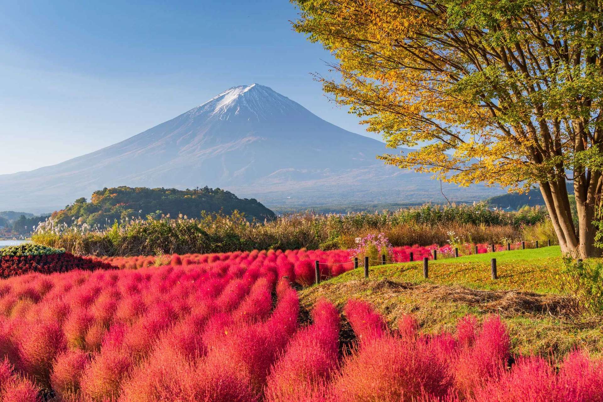 สวนโออิชิ ยามานาชิ โตเกียว ญี่ปุ่น