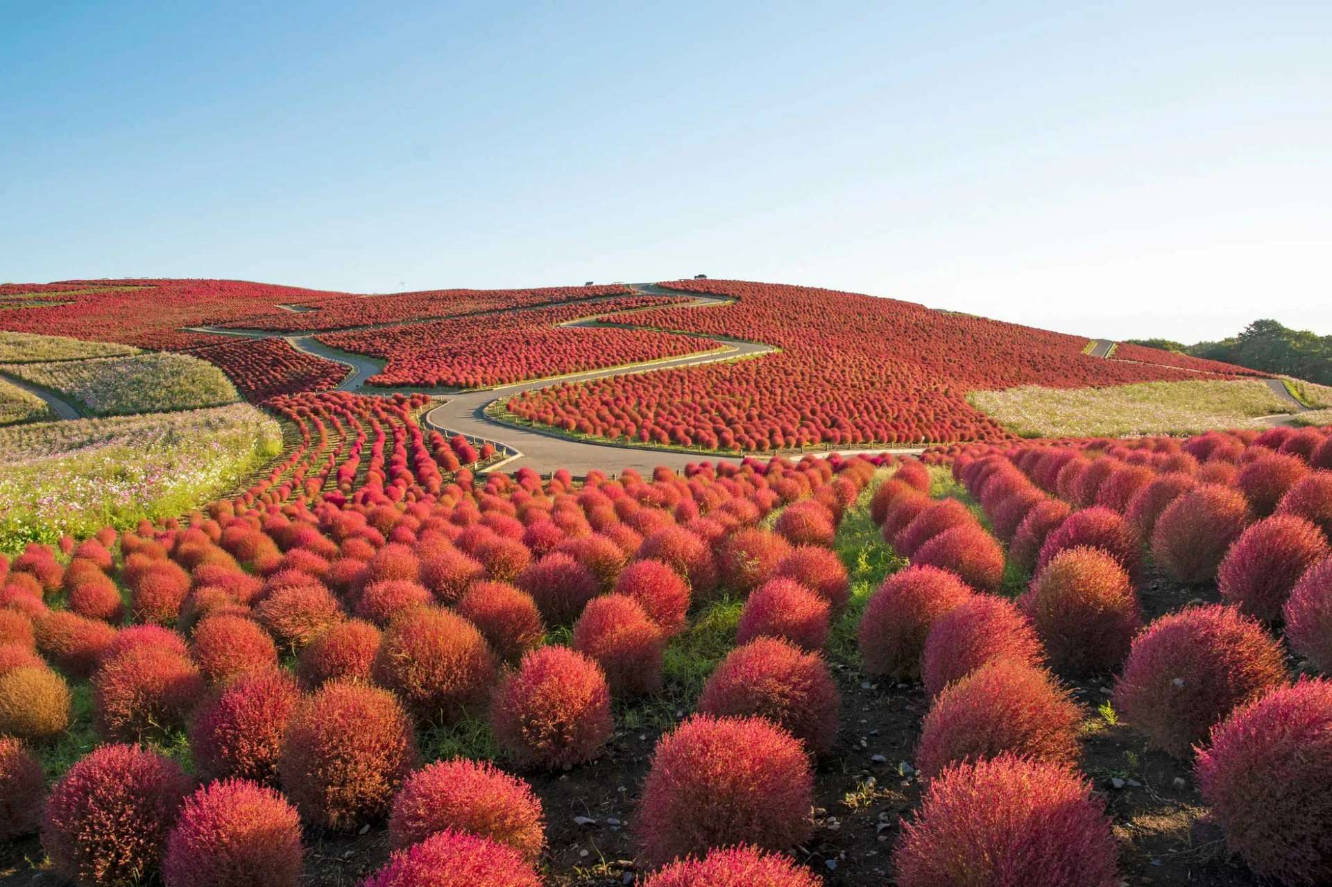พุ่มดอกโคเชีย Kochia Carnival อิบารากิ ญี่ปุ่น