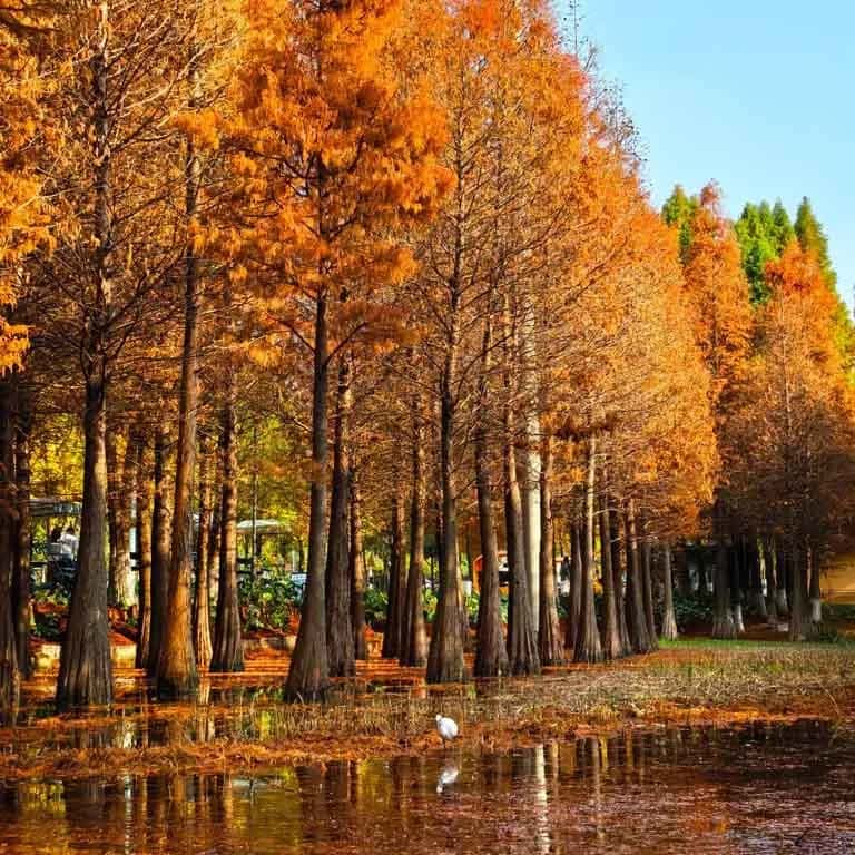 Haihong Wetland Park คุนหมิง จีน