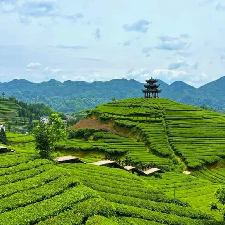 Wujiatai Tea Cultural Tourism Area หูเป่ย จีน