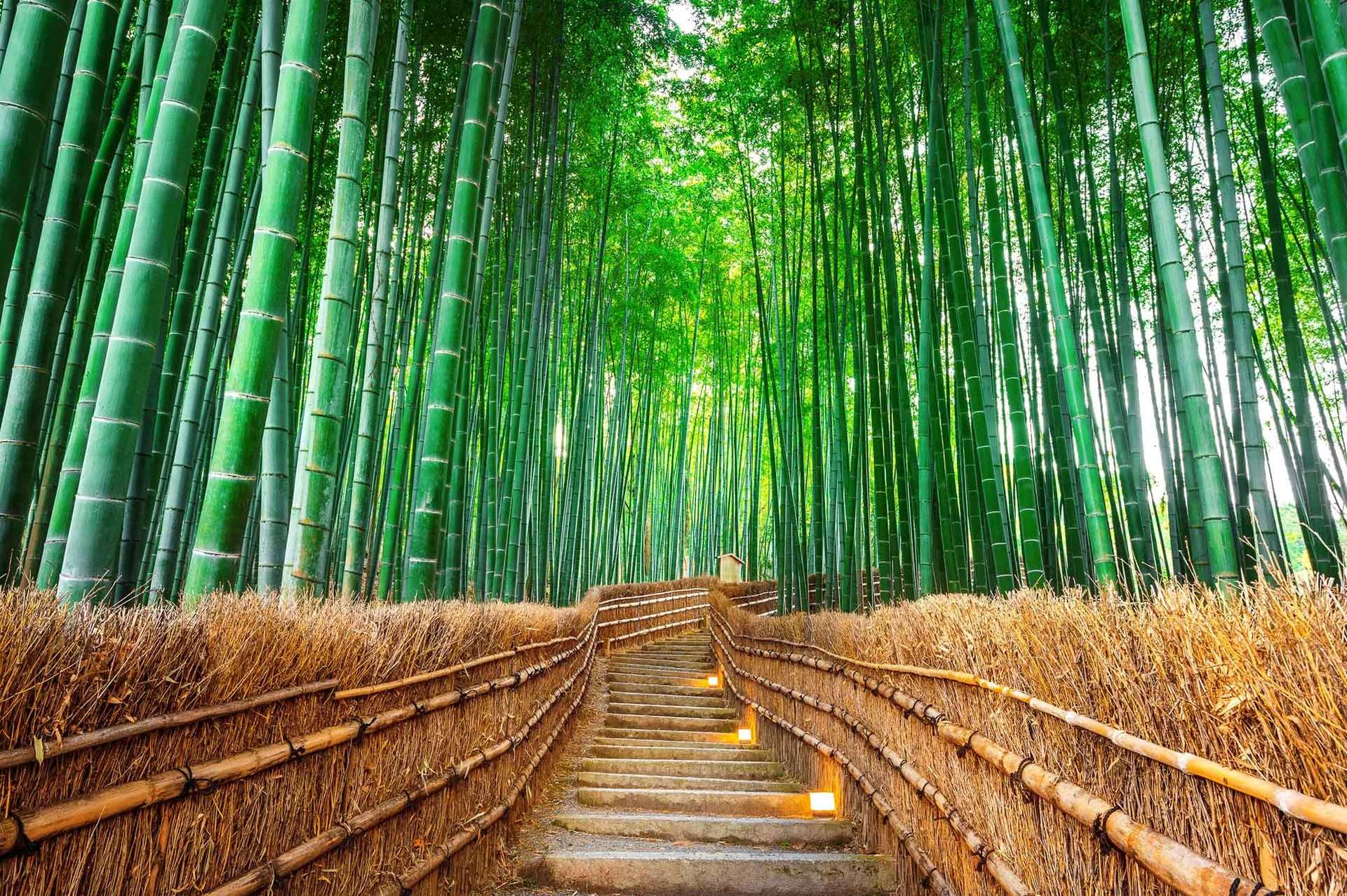 Arashiyama Bamboo Grove เกียวโต ญี่ปุ่น