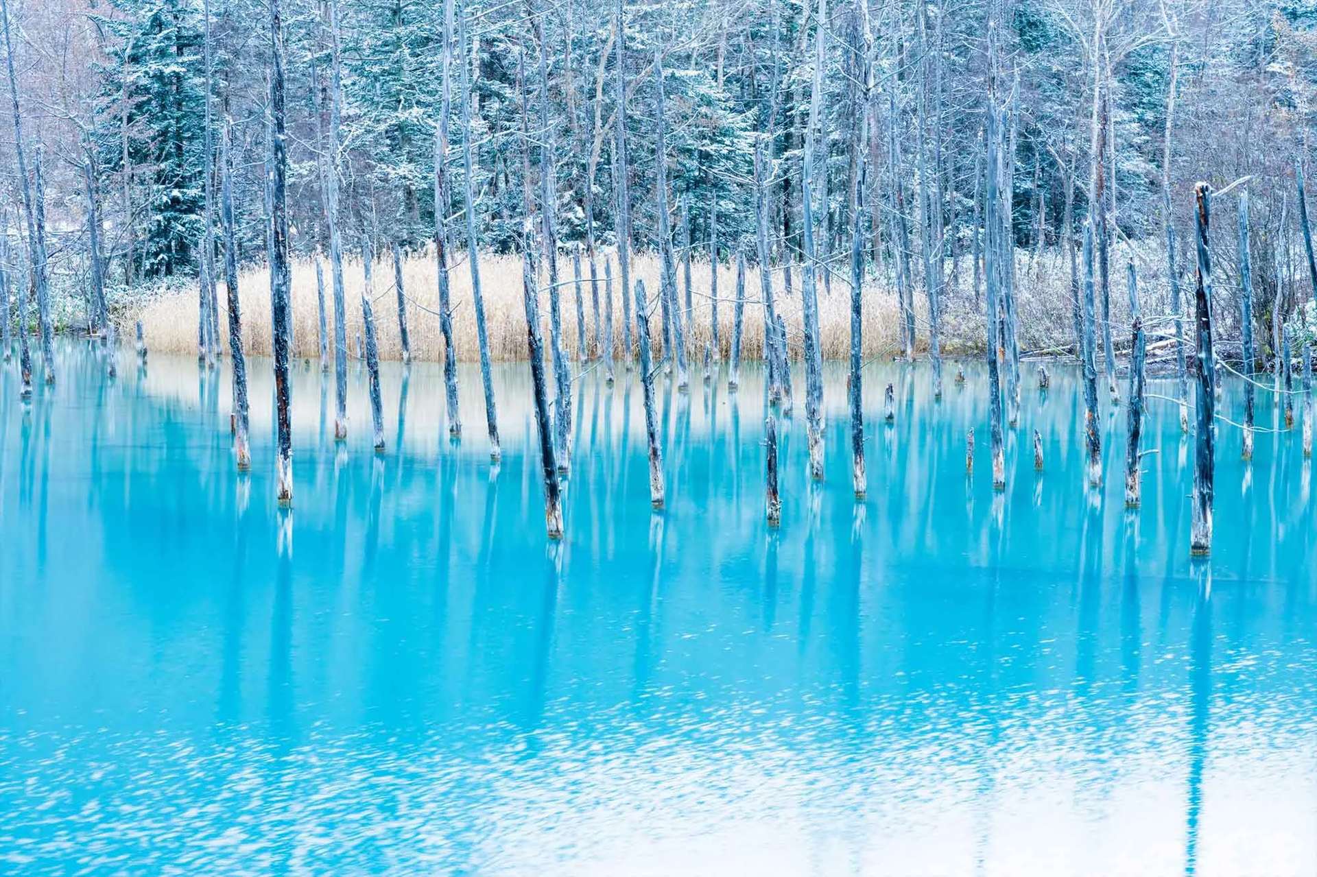 Bule pond บิเอะ ญี่ปุ่น