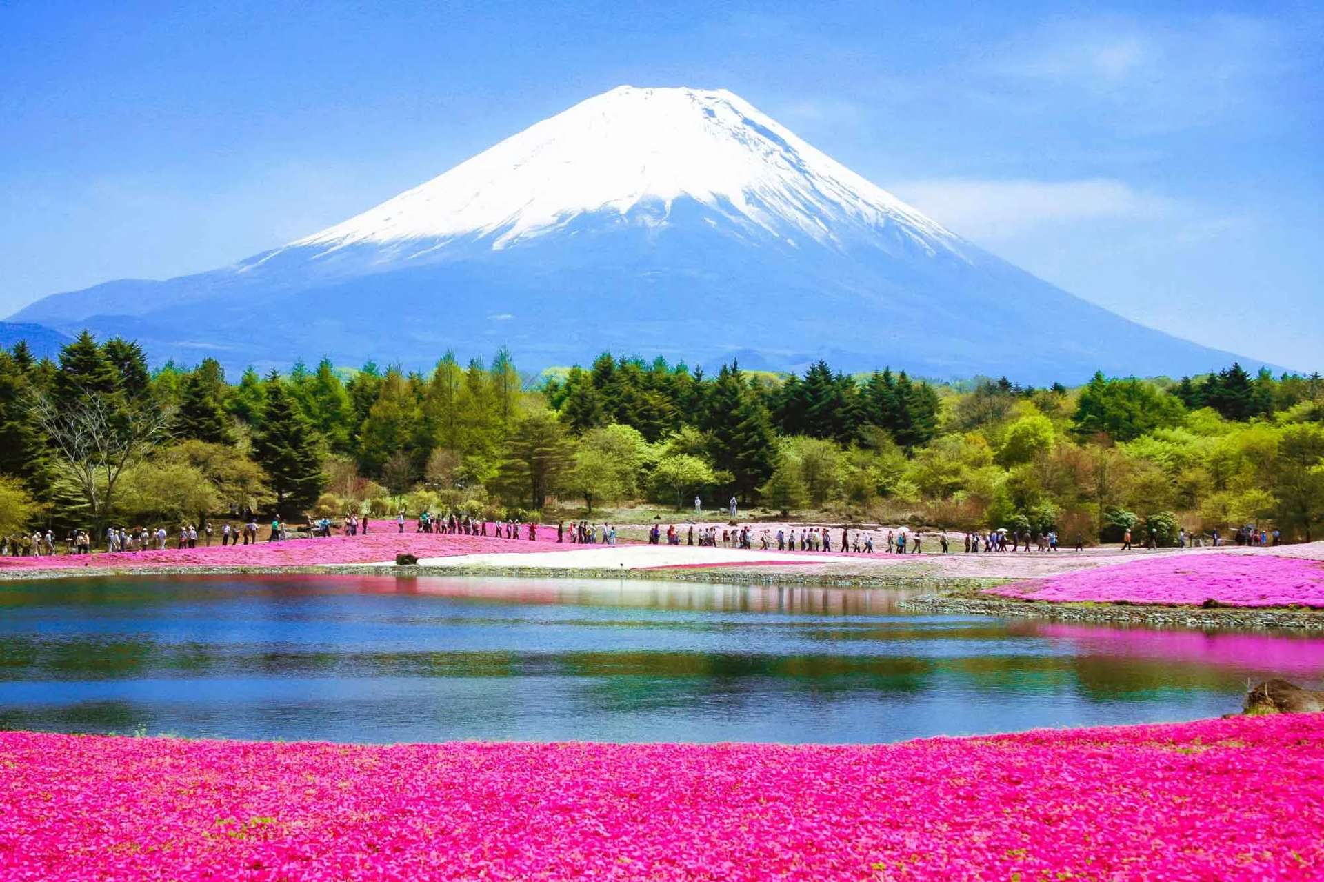 Fuji-Shibazakura-Festival โตเกียว ญี่ปุ่น