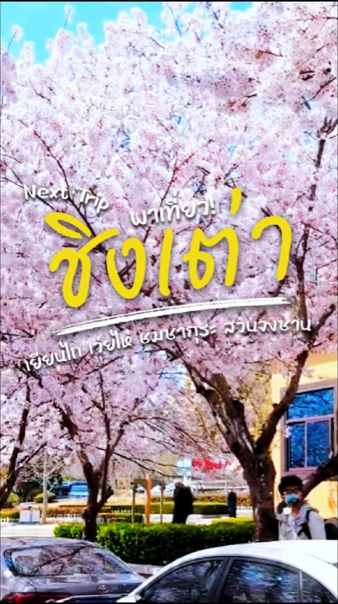 📣 Next Trip พาเที่ยว ชิงเต่า เยียนไถ เว่ยไห่ ชมซากุระ สวนจงซาน🌸✨