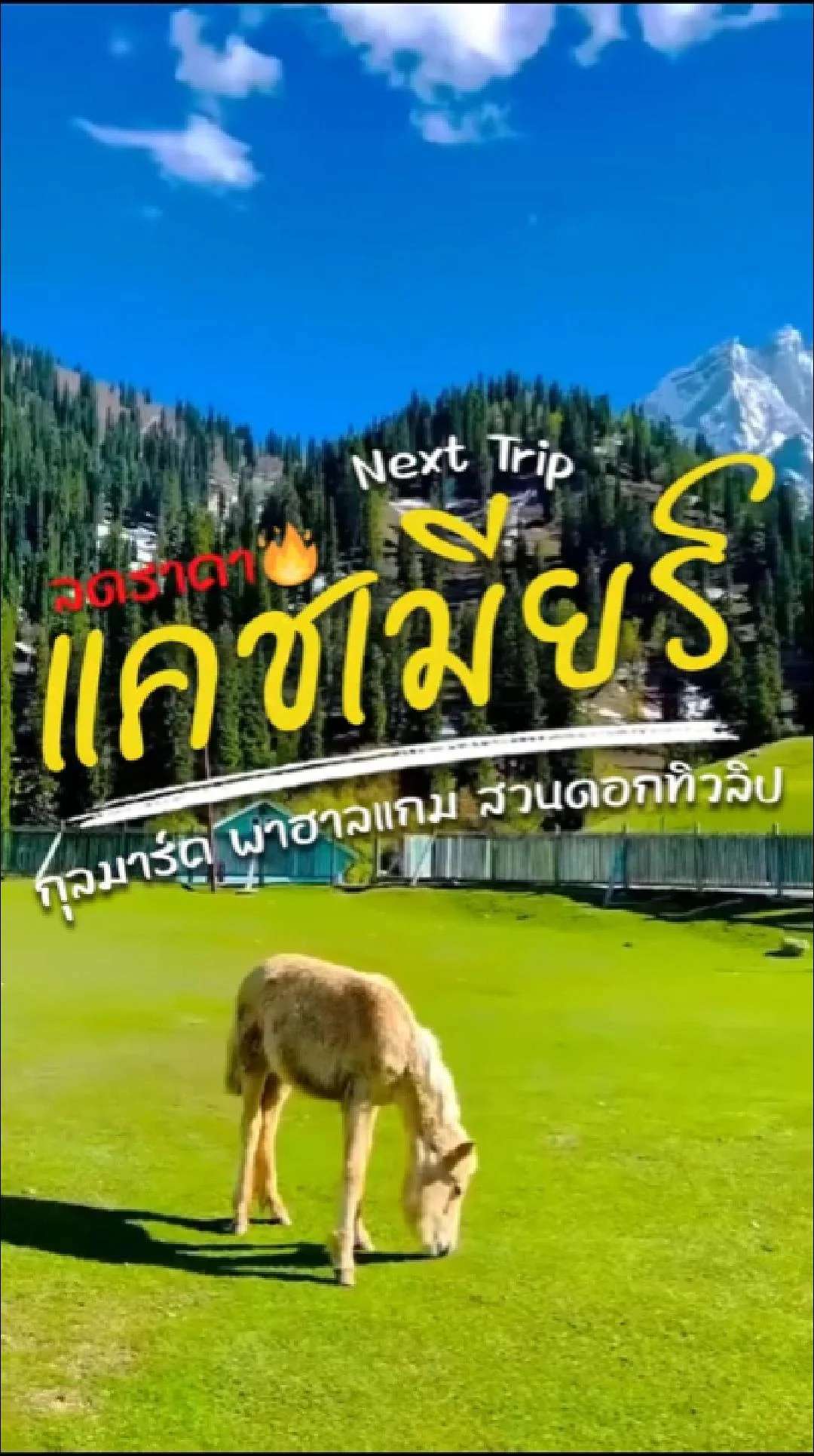 📣 Next Trip ลดราคา แคชเมียร์ กุลมาร์ค พาฮาลแกม สวนดอกทิวลิป 🌷