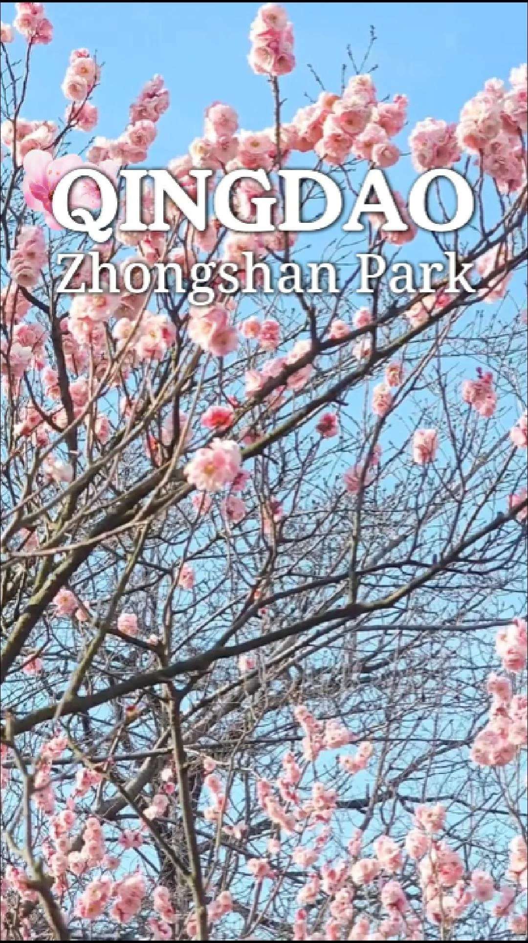 📣Next Trip พาอัพเดท Zhongshan Park สวนสาธารณะในชิงเต่า ซากุระเริ่มบานแล้วว🌸