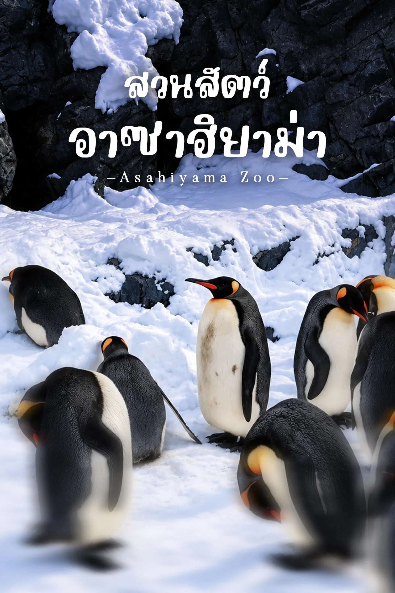 สวนสัตว์อาซาฮิยาม่า ฮอกไกโด 🐧❄️ ชมเพนกวินเดินบนหิมะสุดน่ารัก | Asahiyama Zoo Japan