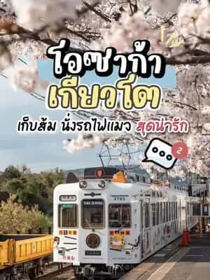 รถไฟทามะ เก็บส้ม ป่าไผ่อาราชิยาม่า ญี่ปุ่น