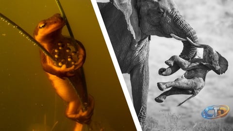 Wildlife Photographer of the Year 2026: Insights and Standout Winners