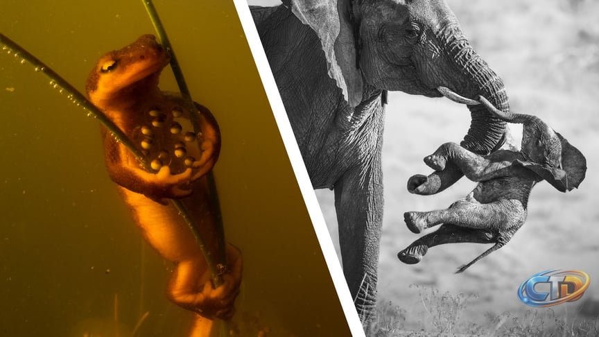 Wildlife Photographer of the Year 2026: Insights and Standout Winners