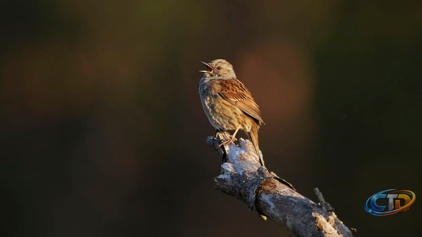 How Merlin Bird ID’s New Update Empowers Citizen Science for Bird Conservation