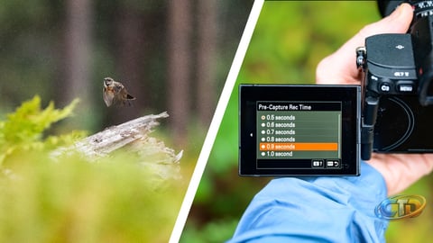 How Pre-Capture Boosts Wildlife and Action Photos (and Which Cameras Support It)