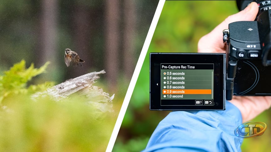 How Pre-Capture Boosts Wildlife and Action Photos (and Which Cameras Support It)
