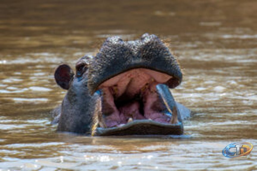 The Best Images From Wildlife Photographer of the Year 2026 » Explorersweb