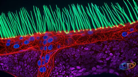 What Makes Nikon Small World in Motion Stand Out for Photographers?