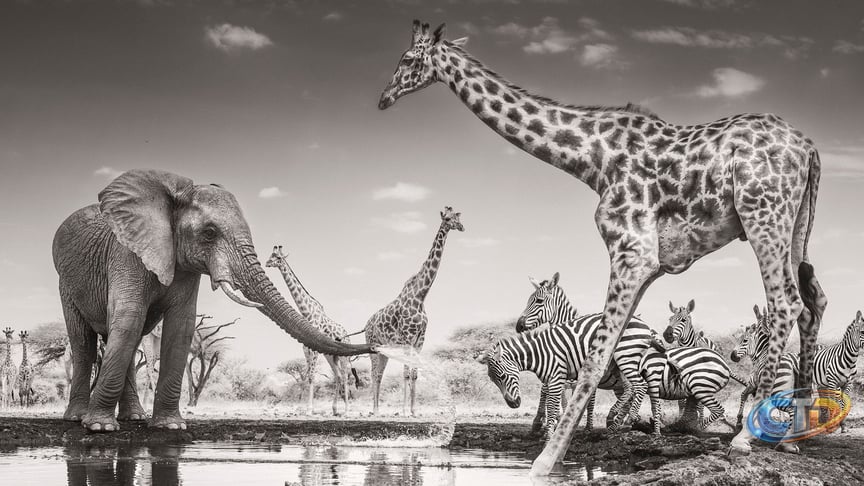 There would have been no image without it' — why WPOTY 2026 winner used an  infrared camera for his comical winning shot of elephant spraying zebra  with water | TechRadar