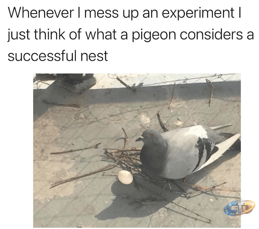 A Lovely Little Batch of Dove Memes for Fans of Feathers and Backyard Drama  - Animal Comedy - Animal Comedy, funny animals, animal gifs