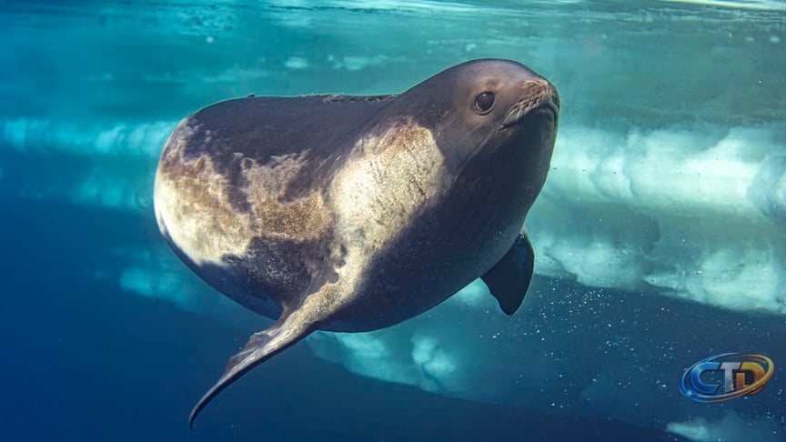 First-Ever Photos of Rare Ross Seal Captured in Antarctica