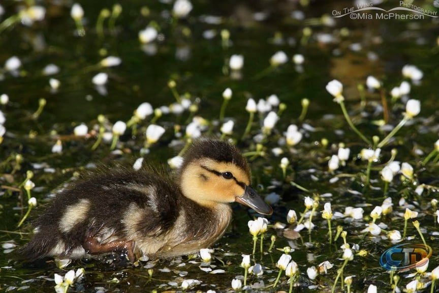 Mallard Ducklings And White Water Crowfoot - Mia McPherson's On The Wing  Photography