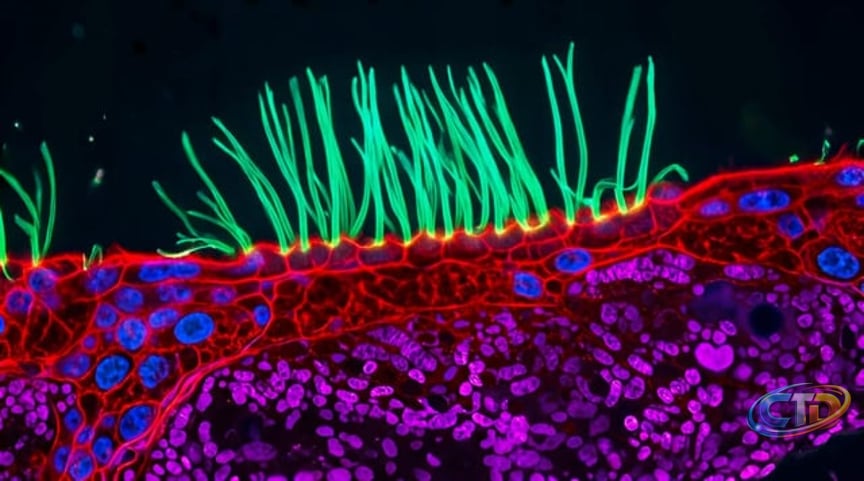 Nikon 2026 Small World in Motion Competition : r/Pathogenic