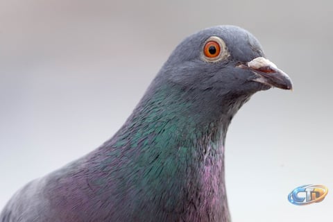 How Pigeon-Powered Internet Packets Tested Networking Limits in 2001