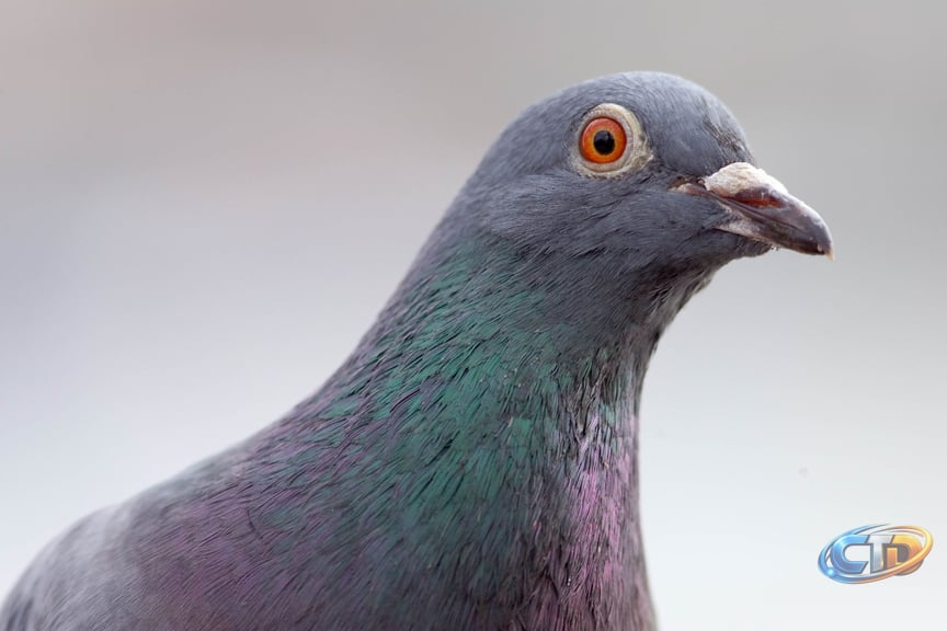 How Pigeon-Powered Internet Packets Tested Networking Limits in 2001