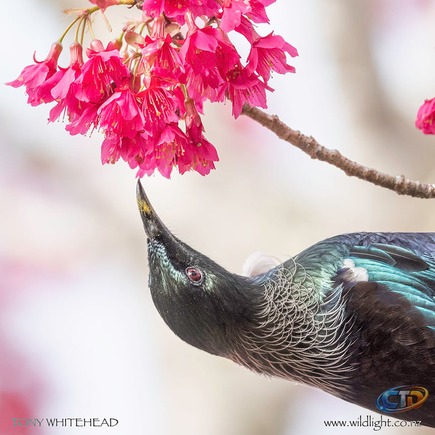 Nikon D850 or D500 for Bird Photography - WildLight Photography