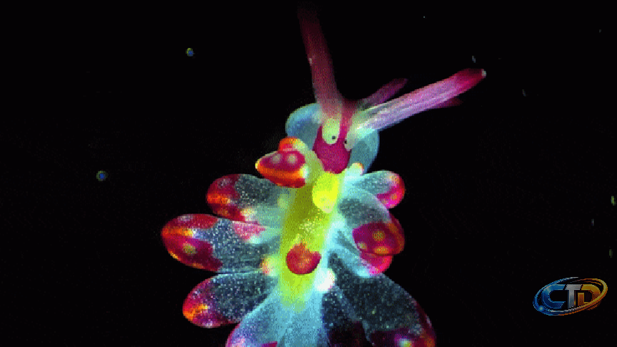 Microscope videos spotlight hidden life as AI use stirs accuracy debate -  CHOSUNBIZ