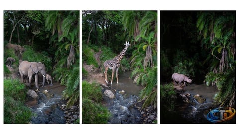 How Camera Traps Revolutionize Wildlife Photography in Kenya