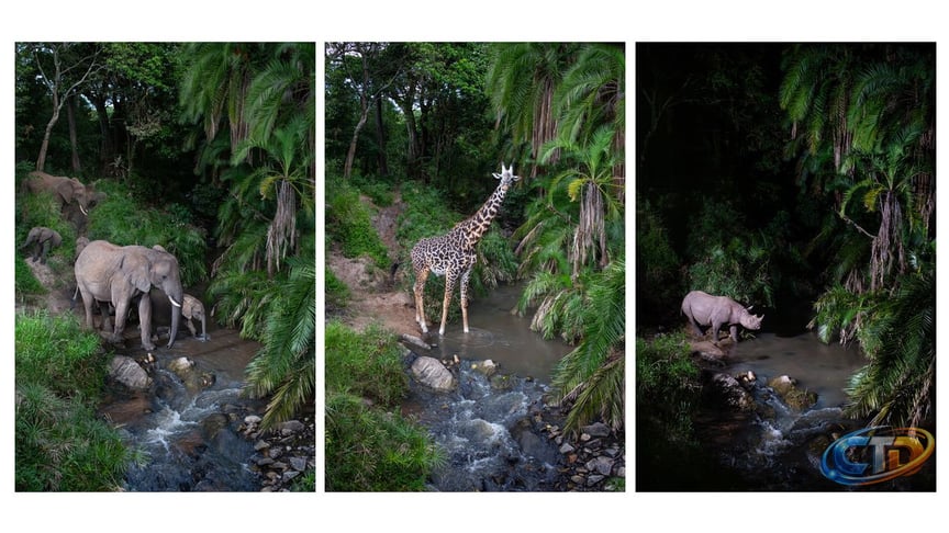 How Camera Traps Revolutionize Wildlife Photography in Kenya