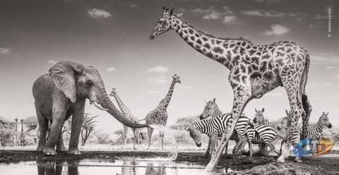 Why Use an Infrared-Converted Camera for Wildlife Photography?